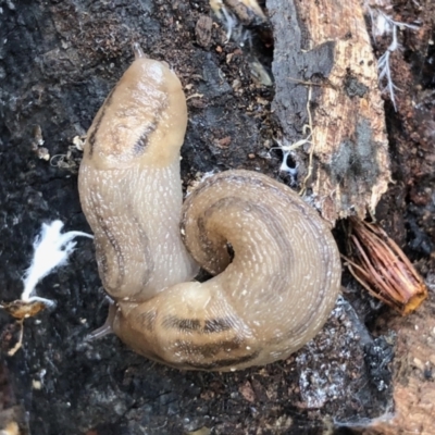 Ambigolimax sp. (valentius and waterstoni) (Striped Field Slug) at Aranda, ACT - 1 Feb 2021 by KMcCue