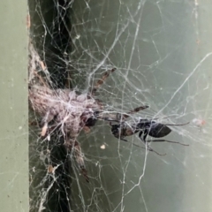 Badumna insignis at Aranda, ACT - 1 Feb 2021