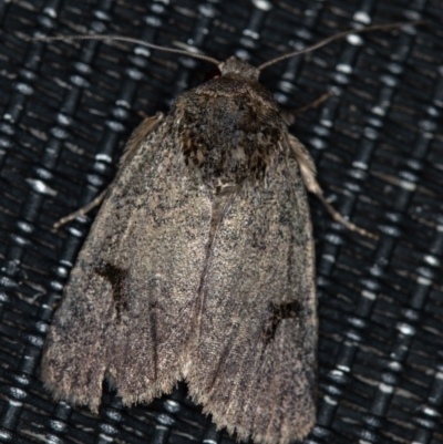 Thoracolopha undescribed species MoV6 at Melba, ACT - 30 Jan 2021 by Bron