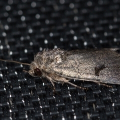 Thoracolopha undescribed species MoV6 at Melba, ACT - 31 Jan 2021 01:37 AM