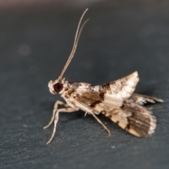 Nacoleia mesochlora at Melba, ACT - 31 Jan 2021