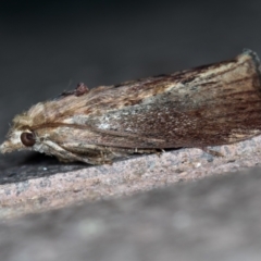 Galleria mellonella (Greater Wax Moth) at Melba, ACT - 30 Jan 2021 by Bron