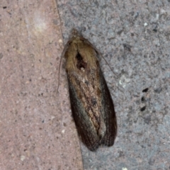 Galleria mellonella at Melba, ACT - 31 Jan 2021 01:49 AM