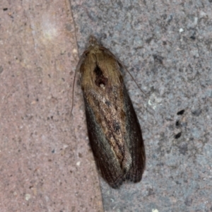 Galleria mellonella at Melba, ACT - 31 Jan 2021 01:49 AM