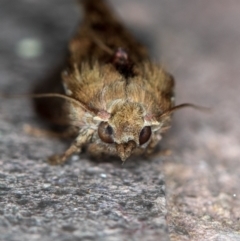 Galleria mellonella at Melba, ACT - 31 Jan 2021 01:49 AM