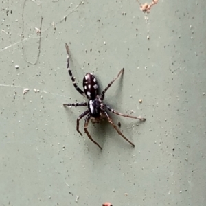 Nyssus coloripes at Aranda, ACT - 1 Feb 2021 03:28 PM