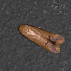 Tachystola hemisema (A Concealer moth) at Melba, ACT - 30 Jan 2021 by Bron