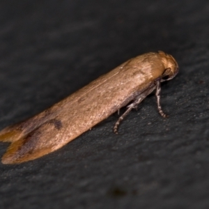 Tachystola hemisema at Melba, ACT - 31 Jan 2021