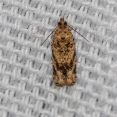 Crocidosema plebejana (Cotton Tipworm Moth) at Melba, ACT - 30 Jan 2021 by Bron