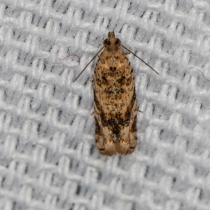 Crocidosema plebejana at Melba, ACT - 31 Jan 2021 01:55 AM