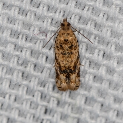 Crocidosema plebejana (Cotton Tipworm Moth) at Melba, ACT - 31 Jan 2021 by Bron