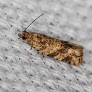 Crocidosema plebejana at Melba, ACT - 31 Jan 2021 01:55 AM