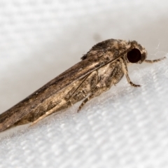 Athetis tenuis (Plain Tenuis Moth) at Melba, ACT - 30 Jan 2021 by Bron