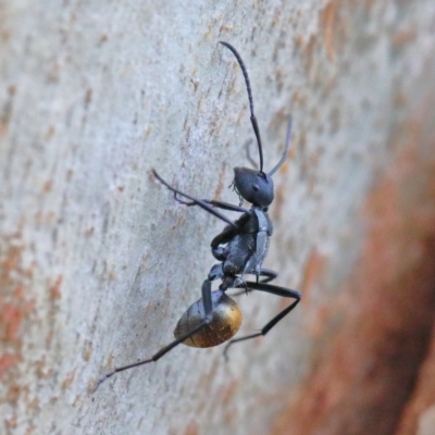 Polyrhachis ammon (Golden-spined Ant, Golden Ant) at Dryandra St Woodland - 1 Feb 2021 by ConBoekel