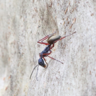 Camponotus suffusus (Golden-tailed sugar ant) at O'Connor, ACT - 31 Jan 2021 by ConBoekel