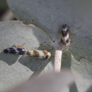 Rosopaella cuprea at Scullin, ACT - 29 Nov 2020