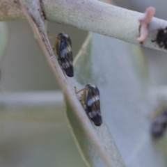 Rosopaella cuprea at Scullin, ACT - 29 Nov 2020