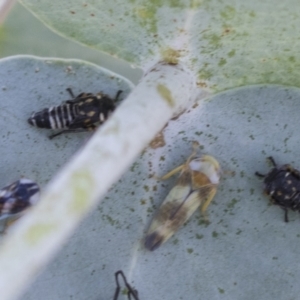 Rosopaella cuprea at Scullin, ACT - 29 Nov 2020