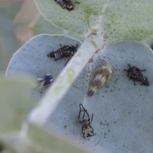 Rosopaella cuprea at Scullin, ACT - 29 Nov 2020