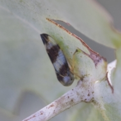 Rosopaella cuprea at Scullin, ACT - 29 Nov 2020