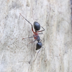 Camponotus intrepidus at O'Connor, ACT - 1 Feb 2021 09:05 AM