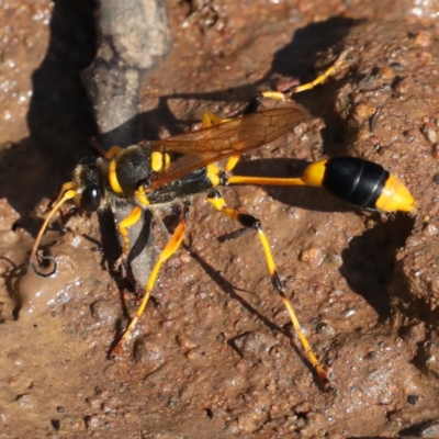 Sceliphron laetum (Common mud dauber wasp) at Ainslie, ACT - 31 Jan 2021 by jb2602