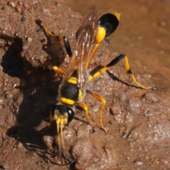 Sceliphron laetum at Ainslie, ACT - 31 Jan 2021