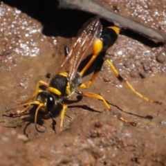 Sceliphron laetum at Ainslie, ACT - 31 Jan 2021