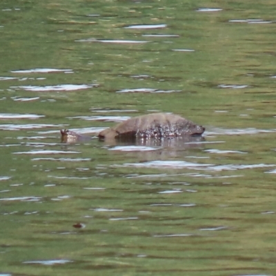 Chelodina longicollis (Eastern Long-necked Turtle) at Gordon Pond - 1 Feb 2021 by RodDeb