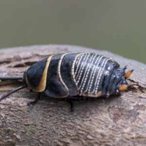 Ellipsidion australe at Scullin, ACT - 13 Nov 2020