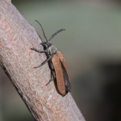 Porrostoma rhipidium (Long-nosed Lycid (Net-winged) beetle) at Scullin, ACT - 14 Nov 2020 by AlisonMilton