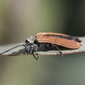 Porrostoma rhipidium at Scullin, ACT - 14 Nov 2020 09:38 AM