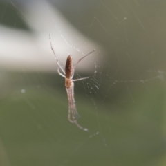 Tetragnatha sp. (genus) (Long-jawed spider) at Scullin, ACT - 13 Nov 2020 by AlisonMilton