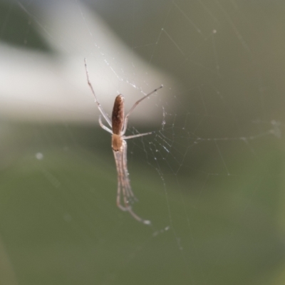 Tetragnatha sp. (genus) (Long-jawed spider) at Scullin, ACT - 14 Nov 2020 by AlisonMilton