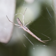 Tetragnatha sp. (genus) at Scullin, ACT - 14 Nov 2020