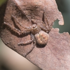 Isopeda or Isopedella sp. (genus) (Huntsman) at Scullin, ACT - 14 Nov 2020 by AlisonMilton