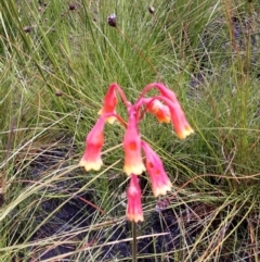 Blandfordia nobilis (Christmas Bells) at Morton National Park - 1 Feb 2021 by plants