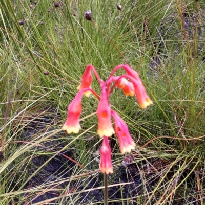 Blandfordia nobilis (Christmas Bells) at Morton National Park - 1 Feb 2021 by plants