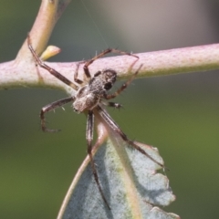 Araneinae (subfamily) (Orb weaver) at Scullin, ACT - 14 Nov 2020 by AlisonMilton