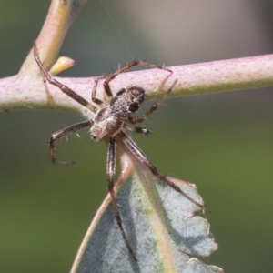 Araneinae (subfamily) at Scullin, ACT - 14 Nov 2020 09:41 AM