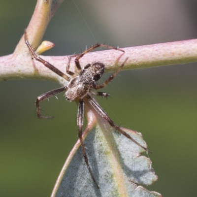 Araneinae (subfamily) (Orb weaver) at Scullin, ACT - 13 Nov 2020 by AlisonMilton