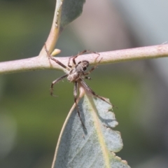 Araneinae (subfamily) at Scullin, ACT - 14 Nov 2020