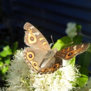 Junonia villida at Yass River, NSW - 30 Jan 2021