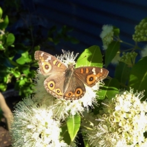 Junonia villida at Yass River, NSW - 30 Jan 2021