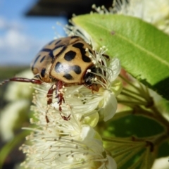 Neorrhina punctatum (Spotted flower chafer) at Yass River, NSW - 30 Jan 2021 by SenexRugosus