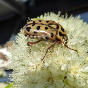 Neorrhina punctata at Yass River, NSW - 30 Jan 2021