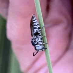 Coelioxys froggatti (Cuckoo Bee) at Murrumbateman, NSW - 31 Jan 2021 by SimoneC