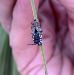 Coelioxys froggatti at Murrumbateman, NSW - 31 Jan 2021 07:31 PM