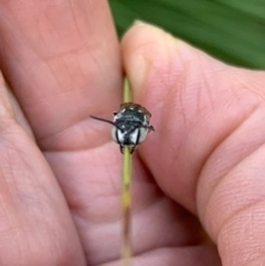 Coelioxys froggatti at Murrumbateman, NSW - 31 Jan 2021 07:31 PM