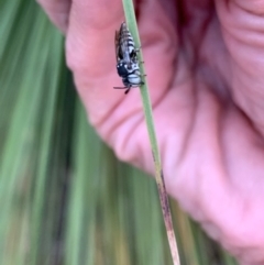 Coelioxys froggatti at Murrumbateman, NSW - 31 Jan 2021 07:31 PM